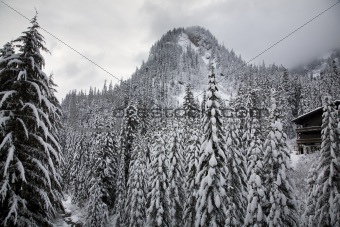 Snow Trees Mountain Ski Lodge Alpental Washington