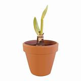 Sprout in a flowerpot