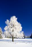 Winter scenery with tree.