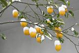 Snow-Capped Lemons