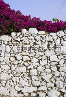 Stone wall and bougainvillea 