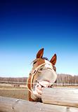 funny horse eating wooden fence