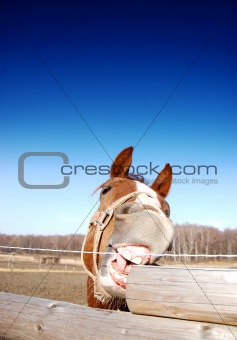 funny horse eating wooden fence