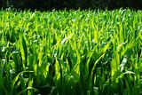 green cornfield