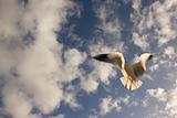 Seagull in flight against a cloudy blue sky
