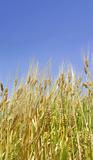 wheat field 3