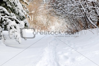 Path in winter forest