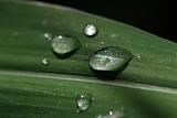 water droplet and leaf in the gardens