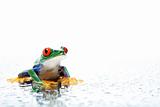 frog with water droplets