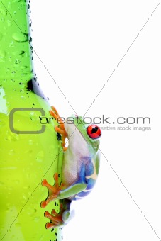 frog on glass isolated white