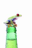 frog with bottle isolated on white