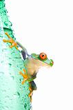 tree frog on water bottle isolated
