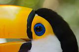 Closeup of a toucan