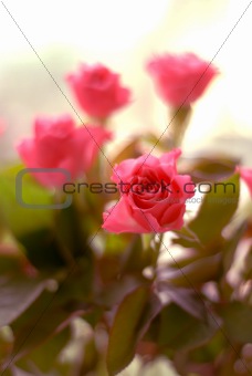 Pink roses - A bunch of flowers