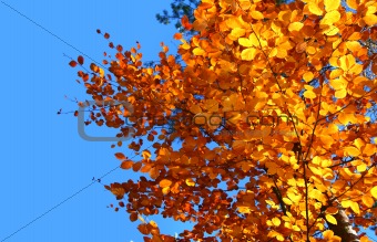 top of vivid fall trees
