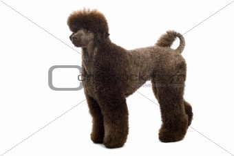 brown king poodle 