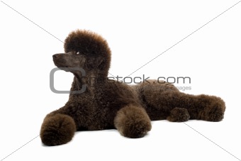 brown king poodle 