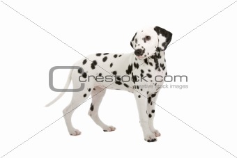  dalmatian puppy