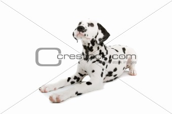  dalmatian dog