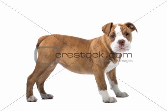 Renaissance Bulldog dog
