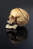real skull