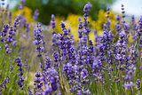 close-up of lavender