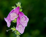 Purple Bell Flowers Foxglove