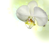 White orchid border
