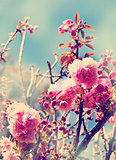cherry tree flowers, Pink spring Cherry blossoms