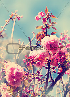 cherry tree flowers, Pink spring Cherry blossoms