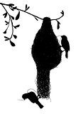 Weaverbirds silhouette