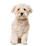 Crossbreed sitting in front of a white background