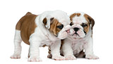 English bulldog puppy in front of white background