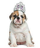 English bulldog puppy wearing a diadem in front of white backgro
