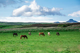 Icelandic horse on the pasture