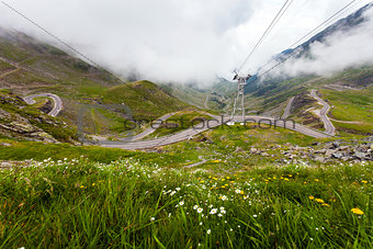 Transfagarasan mountain road with wild flowers from Romania