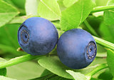 Forest blueberries