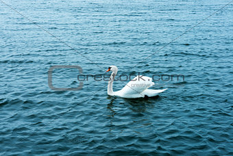 white swan on the waters lake
