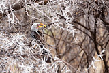 Yellow-billed Hornbill sitting on a branch and rest