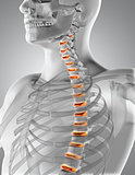 3D male medical figure with spine highlighted