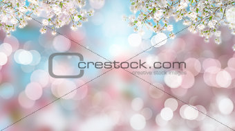 Cherry blossom on defocussed background