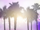 Retro styled palm tree background