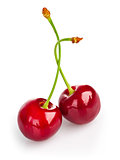 Two fresh ripe cherry berries