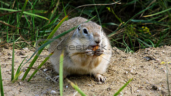 Chipmunk eating almond