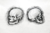 Skull study drawing. Pencil on paper.