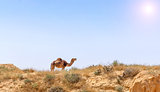 Arabian Camel graze at the Israeli Negev Desert.