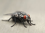 Common housefly macro