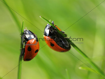 Two ladybugs in grass blades