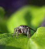Jumping spider in natural environment