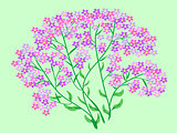 Pink wildflowers flowers bouquet